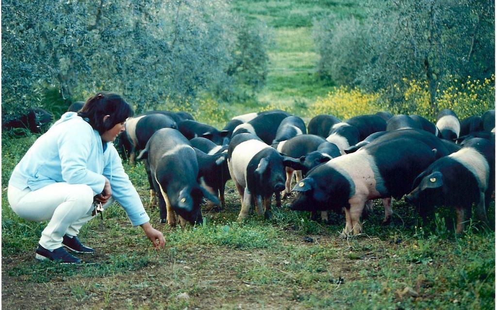 Agriturismo Scorgiano Εξωτερικό φωτογραφία